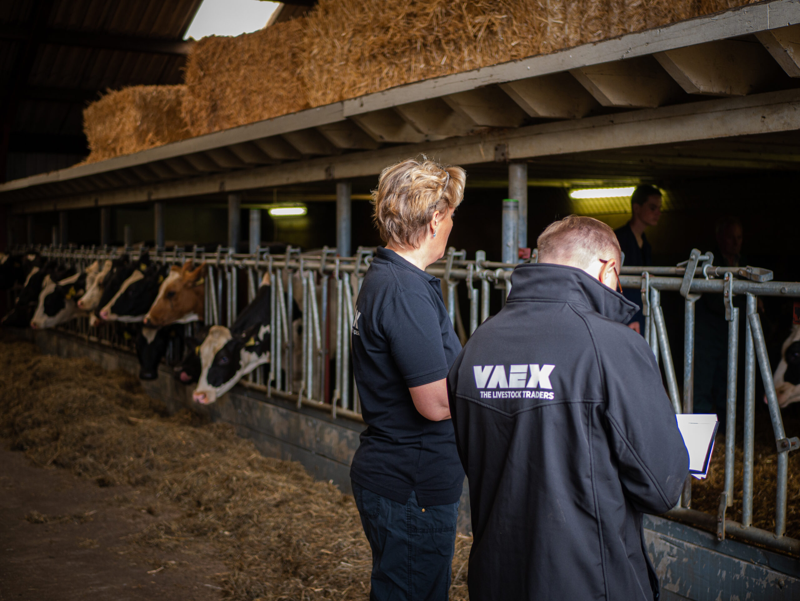 VAEX-medewerker maakt selectie van dragende vaarzen voor export in melkveestal