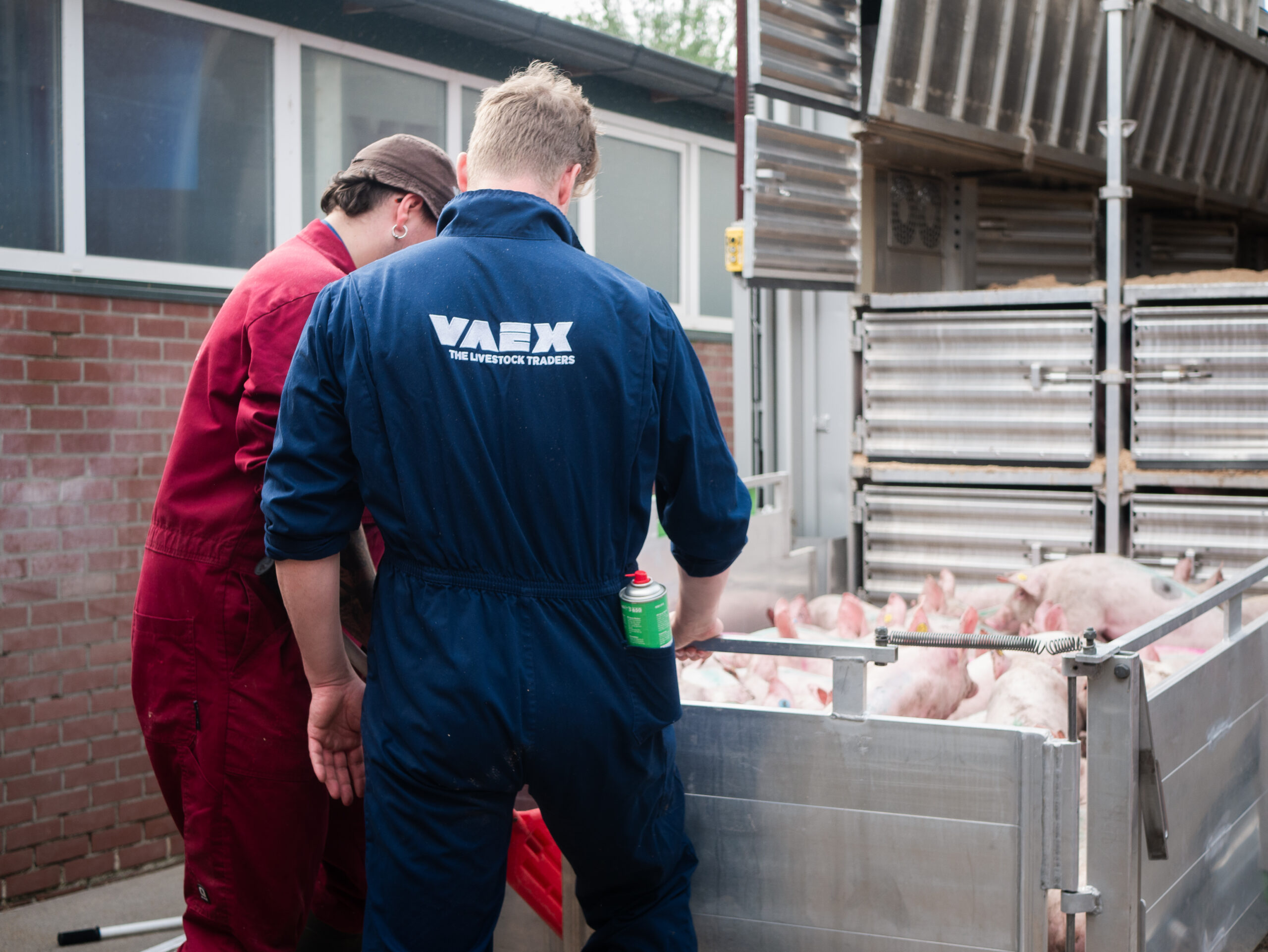 Twee VAEX-medewerkers begeleiden biggen tijdens laden