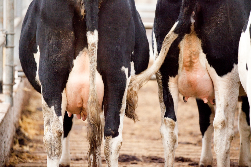 Close-up van koeienpoten en uiers van 2 melkkoeien