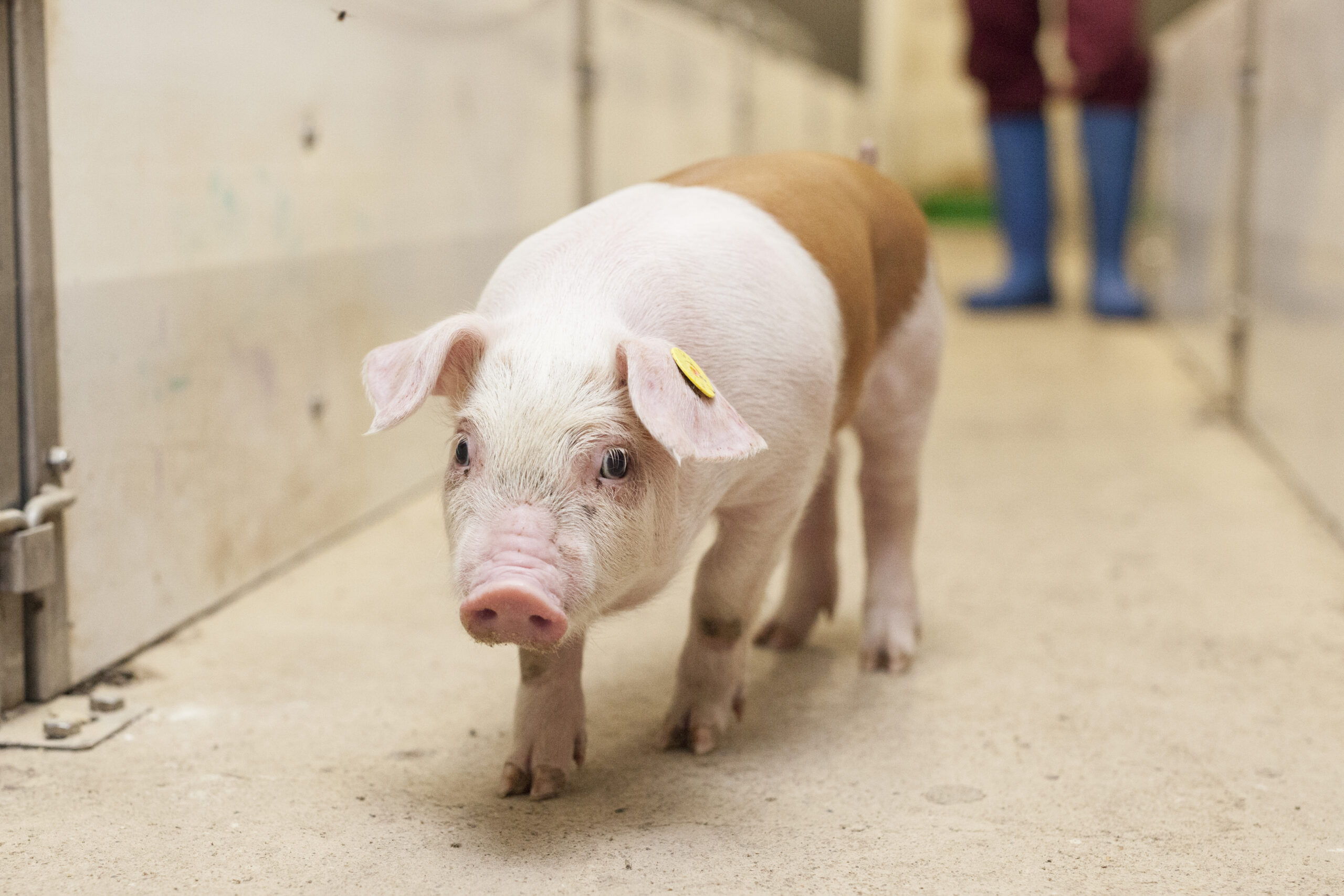 Duroc big op betonvloer tijdens inspectiemoment voor transport.