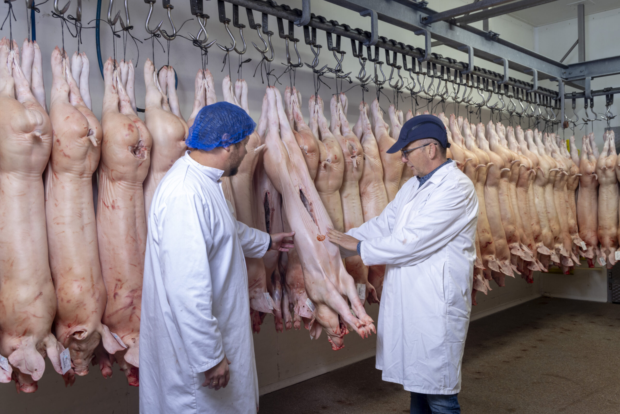 Pigarne-Frank-Hermen