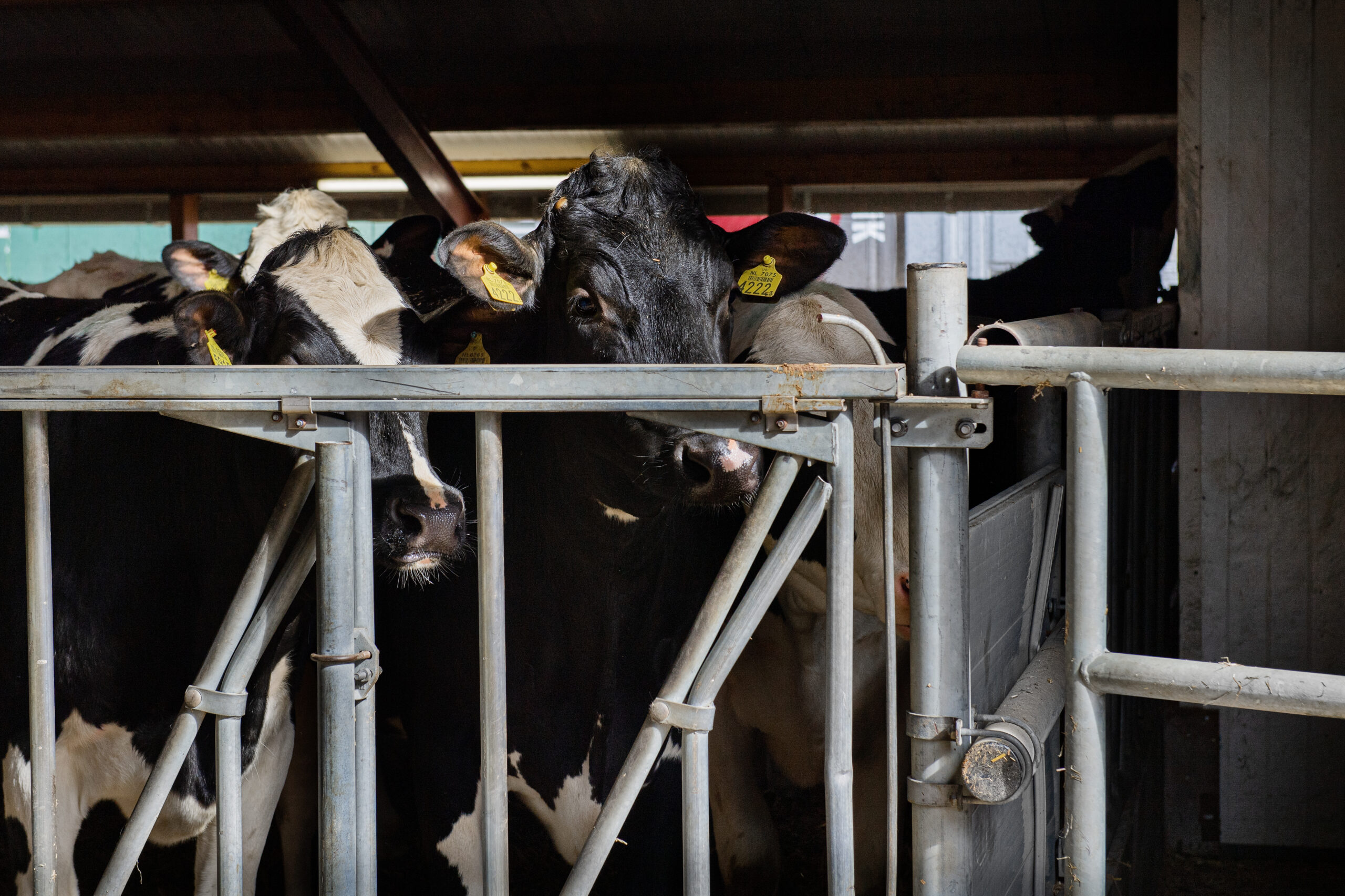 Koeien in stal tijdens monitoring van diergezondheid