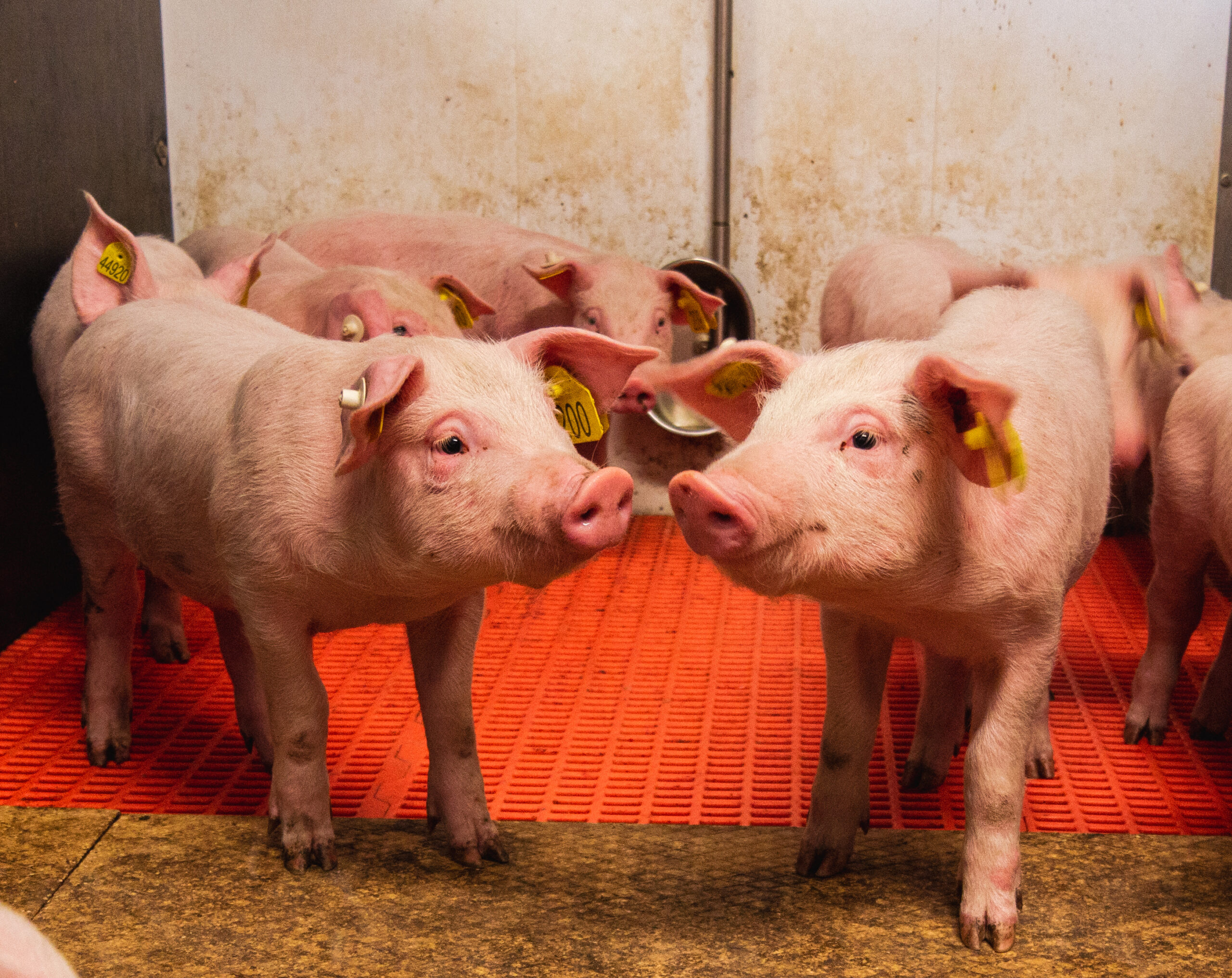 Biggen staan tegen elkaar op oranje vloer in moderne stal.